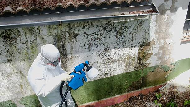 Trusted Mold Testing service in Chantilly, VA - Cheap Mold Removal